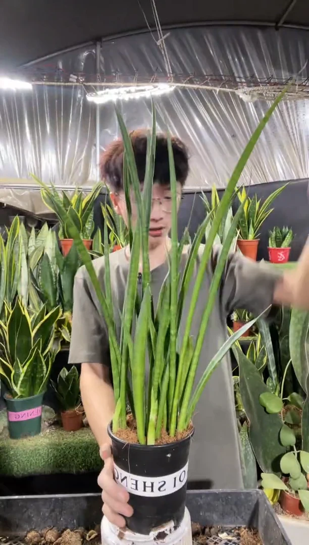 爪哇带盆土35.8....