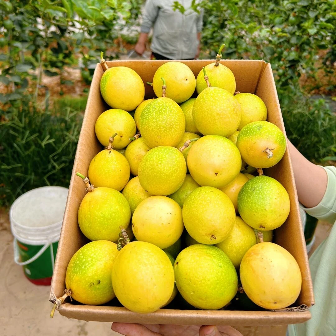 【蜜甜多汁-符书记专属】钦蜜9号黄金百香果甜蜜多汁百香果1-5斤