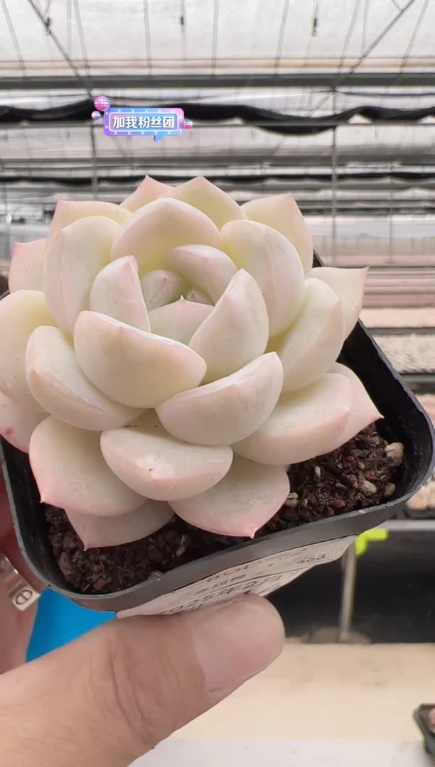 【闪购商品】福利款多肉-14