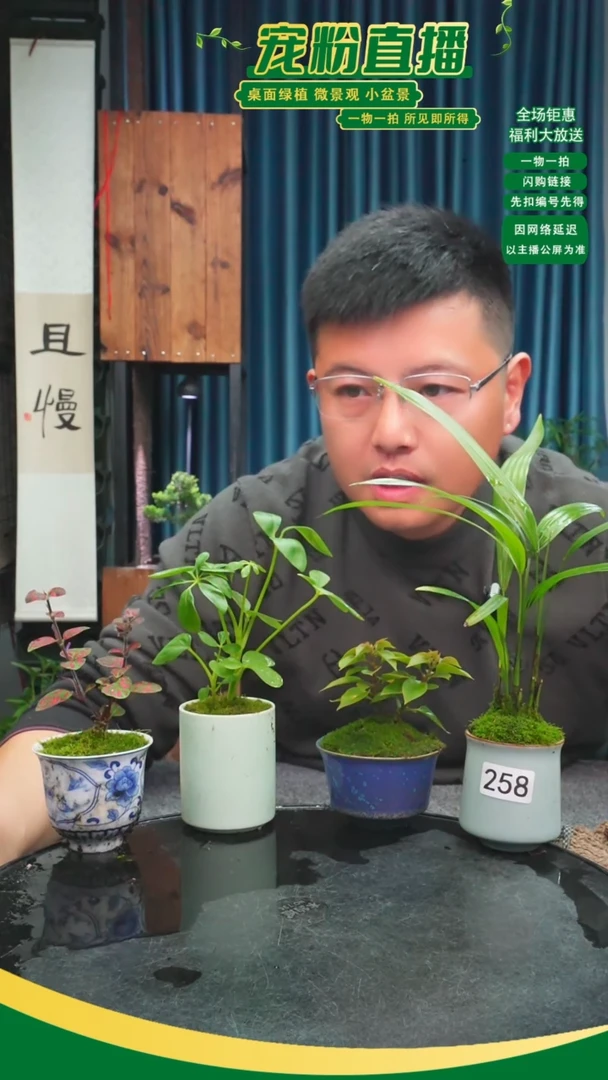无花朵冬*苔藓微景观258号