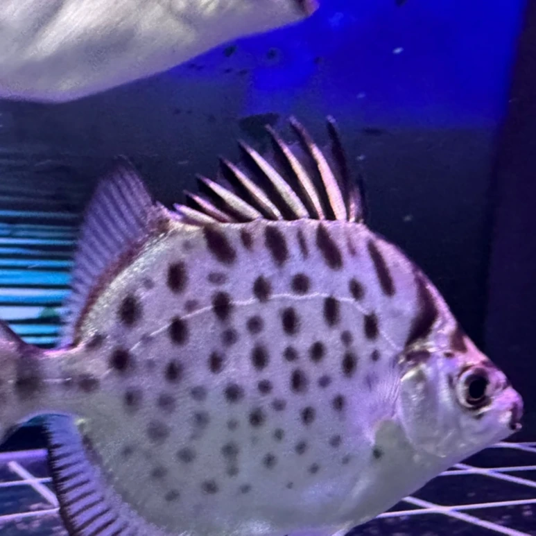 海水淡化银鼓鱼海缸群游鱼除藻工具鱼养定开口金钱鱼银钱鱼