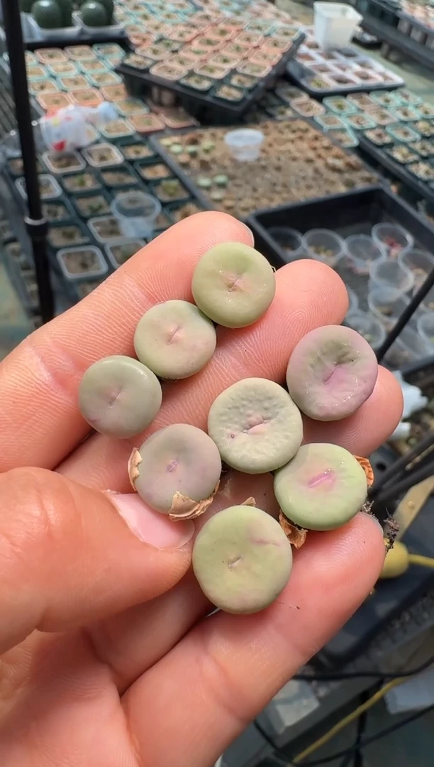 疯狂的多肉石头18奶油嘴xV嘴一颗