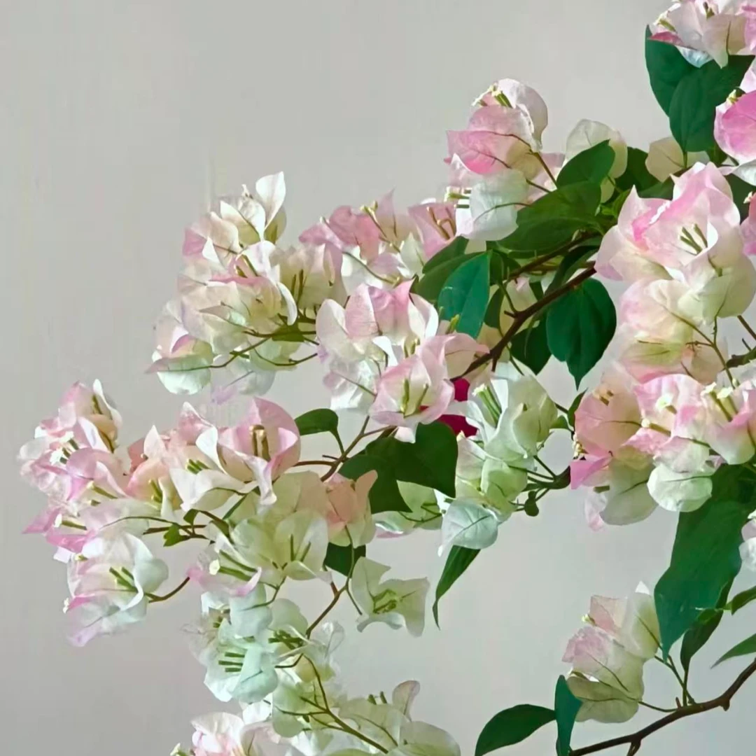 （序之时）绿樱三角梅精品盆苗