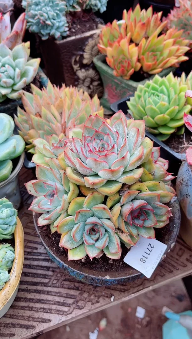 楠多肉植物一物一拍27118