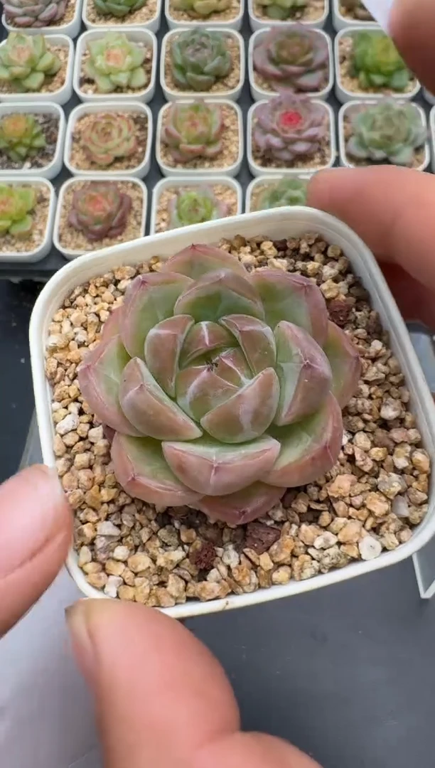 419E云禹多肉植物 带盆土纸巾打包 3颗包邮