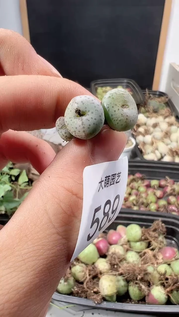 【闪购商品】++++589