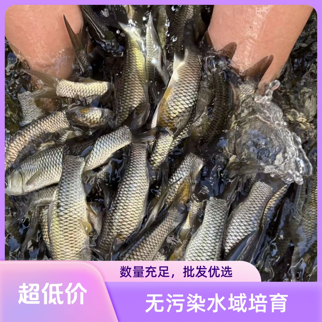 鲩鱼 草棒 水族活体鱼