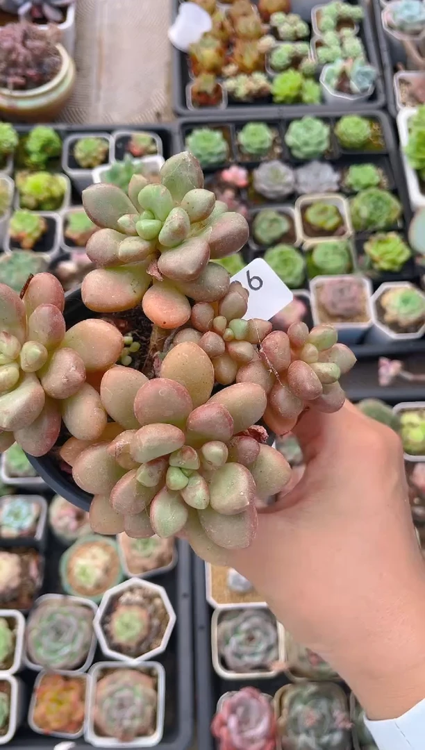 086血珊瑚