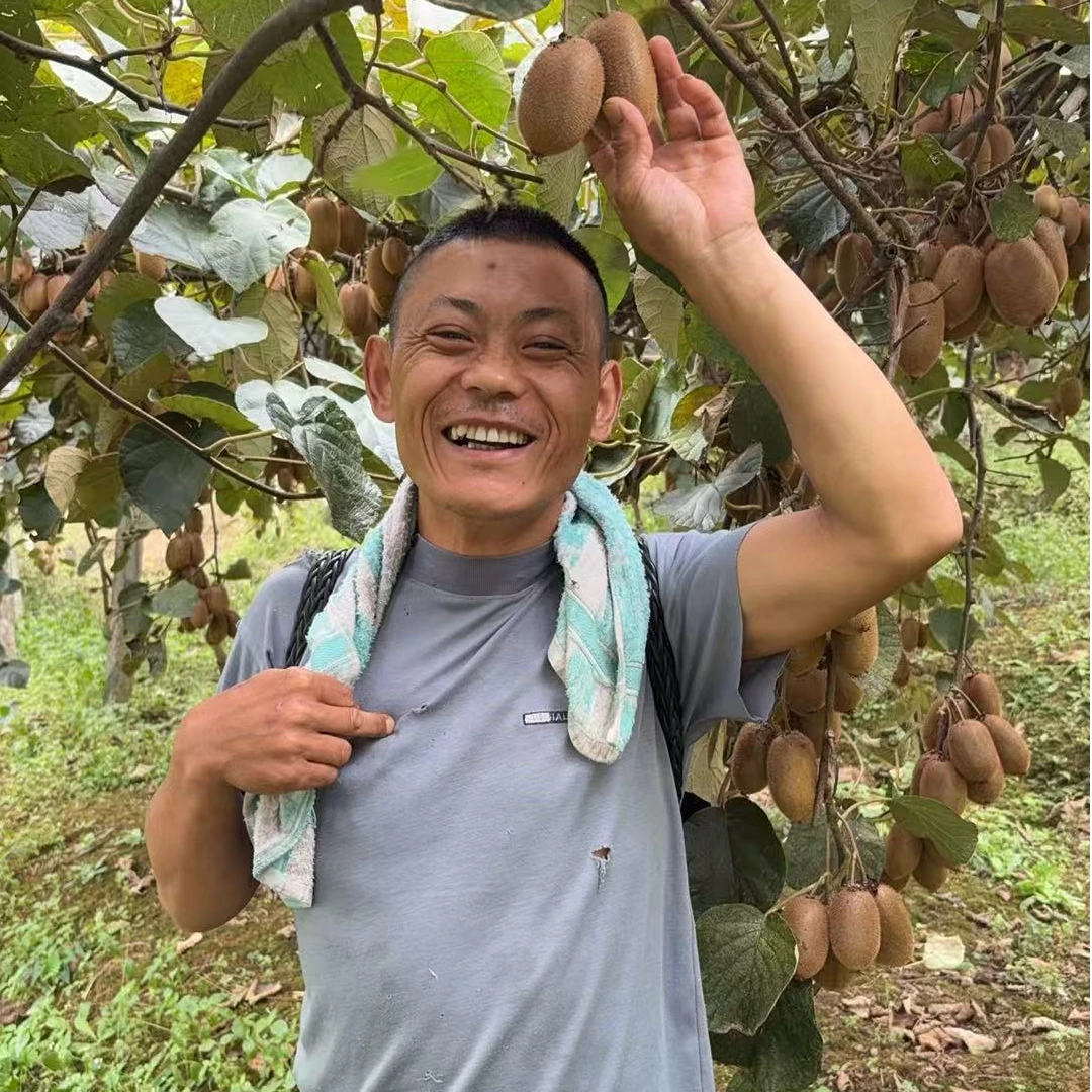 【小哥家猕猴桃】湘西猕猴桃现摘现发当季正宗热卖中