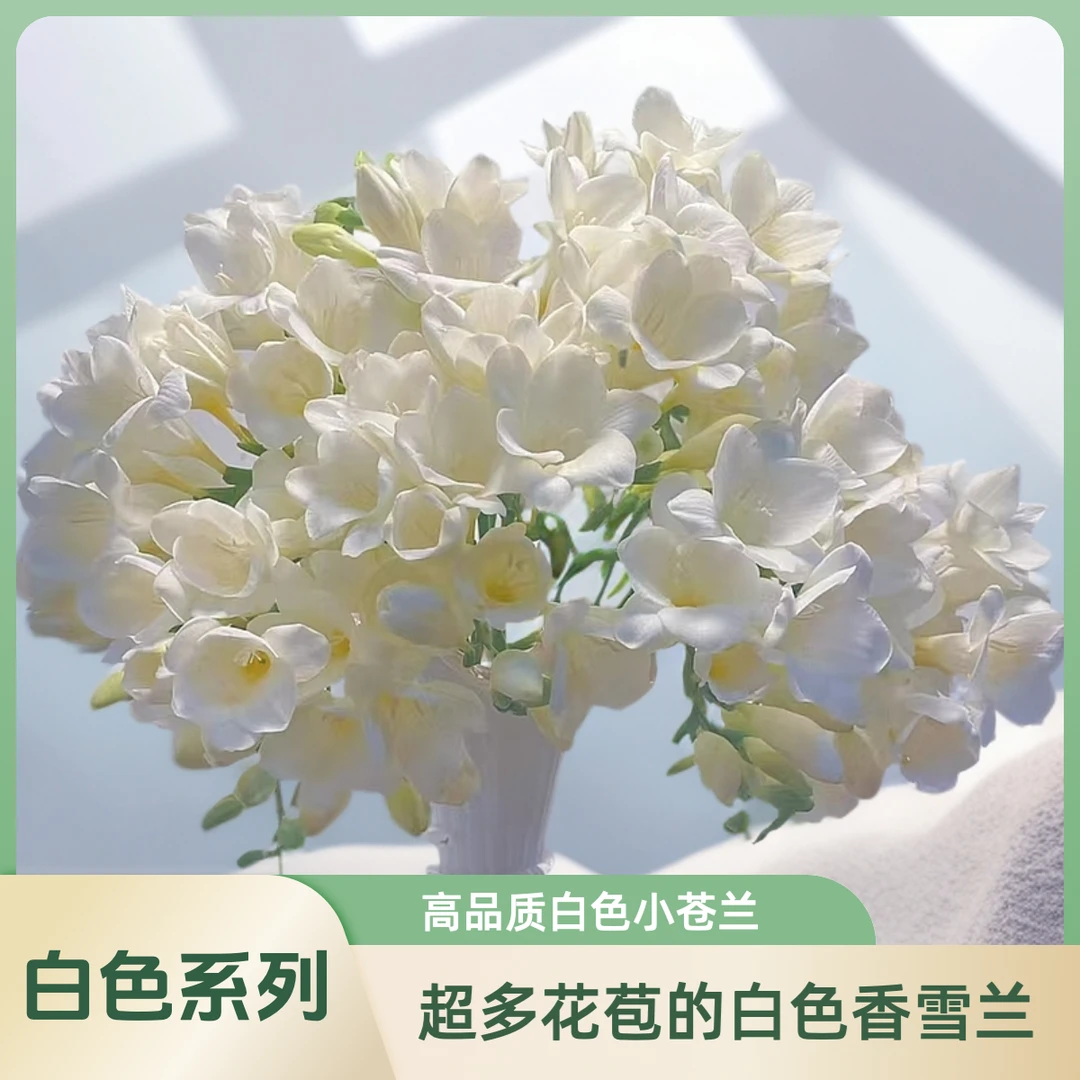 【AAA级白色香雪兰】浓香系列，花苞丰富单插，或者当配花都可！