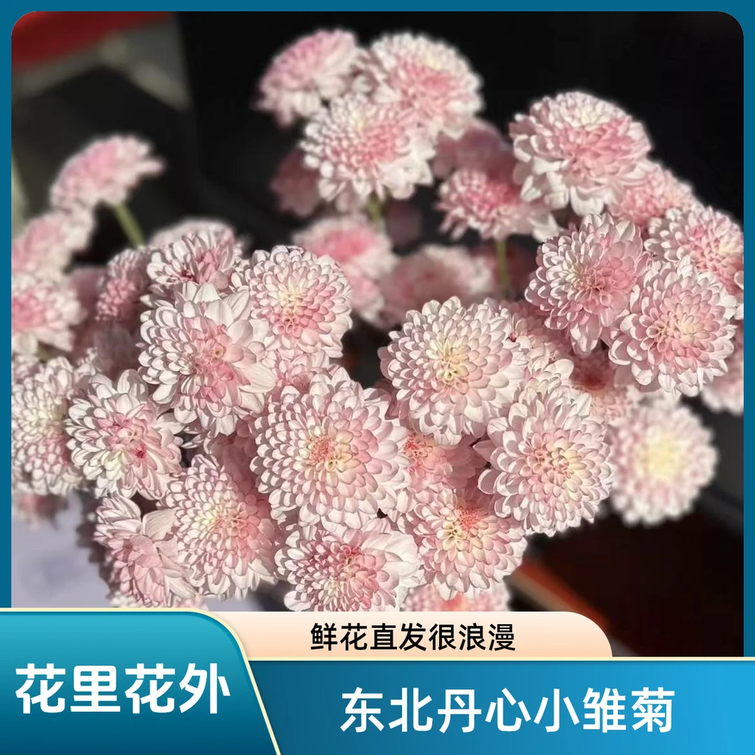 东北鲜花基地直发网红鲜切花（丹心）小雏菊（8-10支）