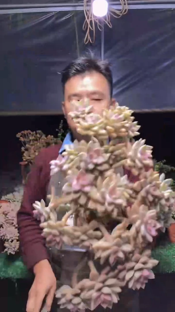 283淡雪缀化一物一拍