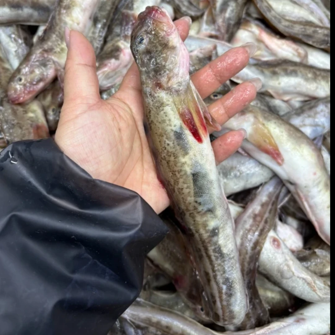 野生海鲶鱼 2000g±20g