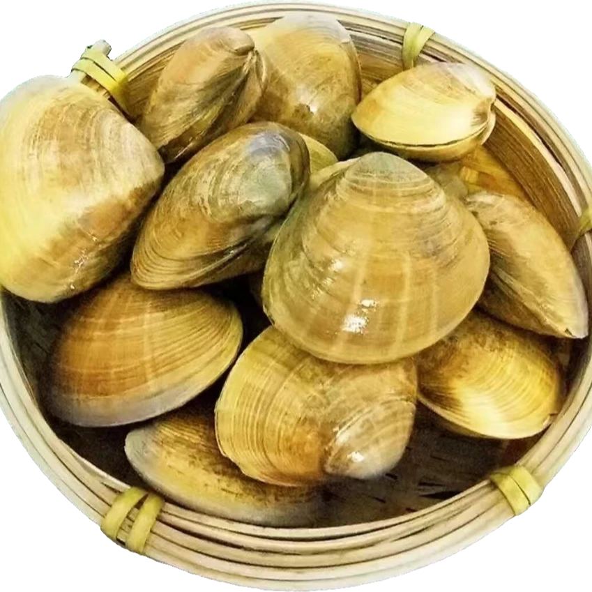 【赤小峰】鲜活黄蚬子4斤（连云港海鲜新鲜无沙花甲鲜活花蛤蜊花蚬子杂色蛤蜊野生贝类）