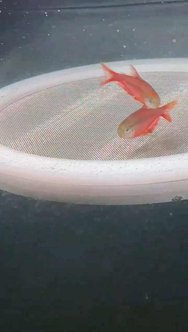 灯科鱼谷*25-10 B15超红2cm左右（不包黑点）【2】条