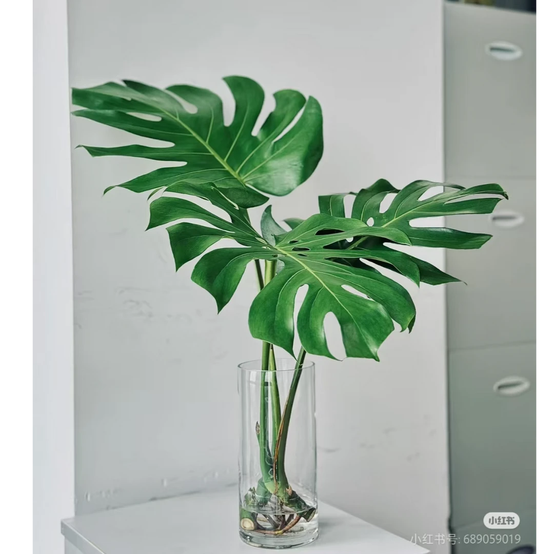 【龟背竹】鲜花/花束 云南鲜花基地直发