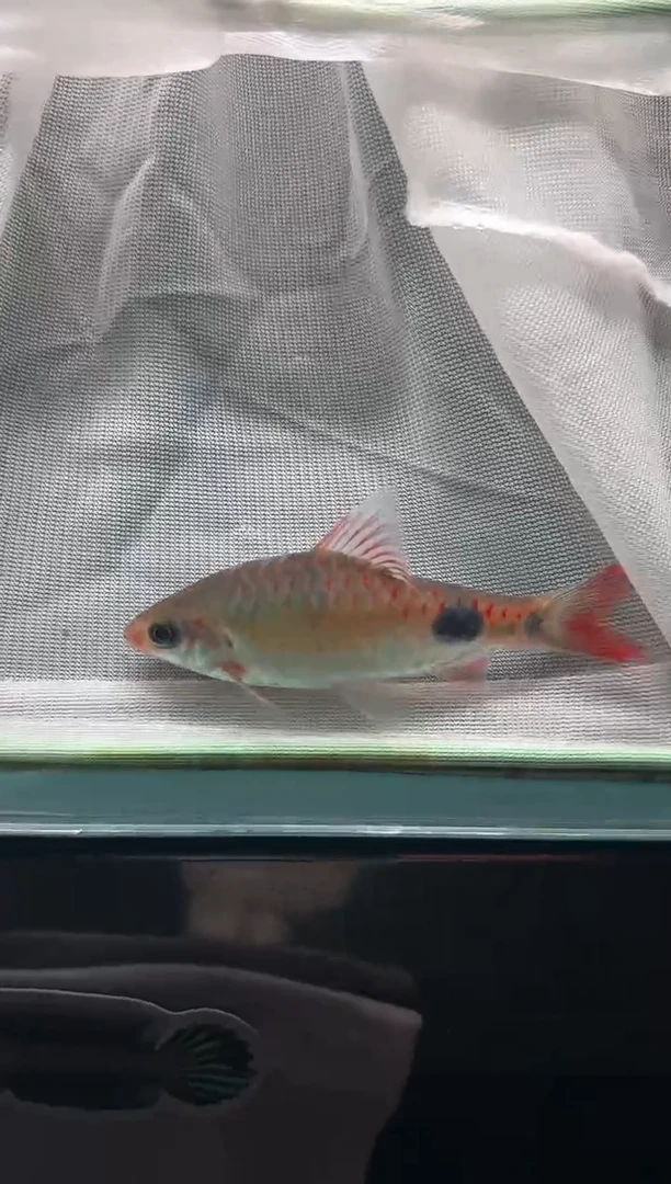 金鱼不知道是啥品种