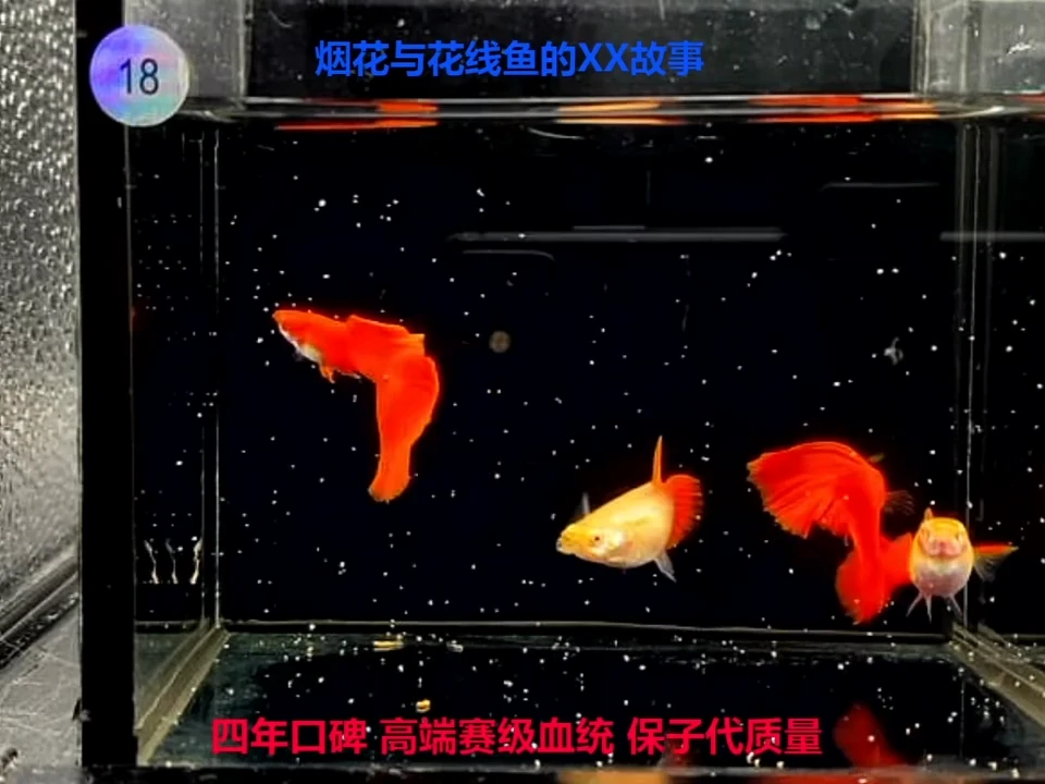 孔雀鱼18缸大背超红2对