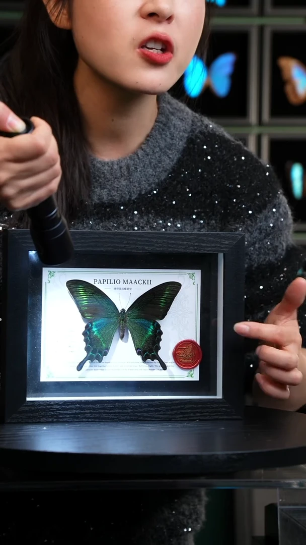 绿带翠凤蝶夏型8寸黑框国风版