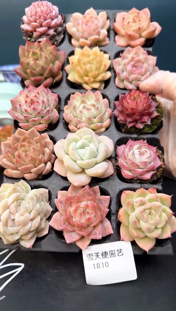 1810     多肉15 颗