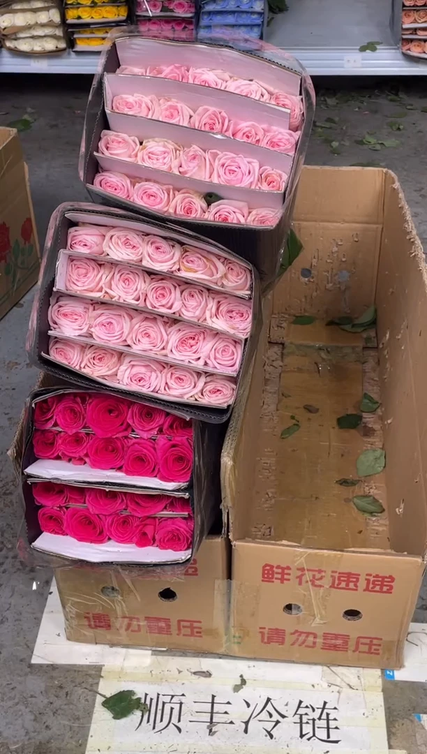 粉荔枝2扎+佛洛依德1扎