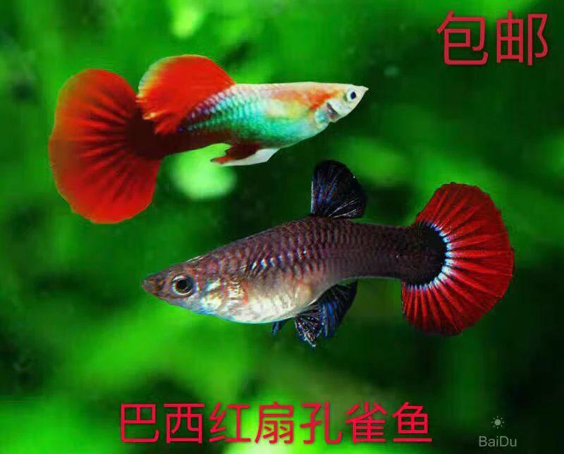 孔雀鱼小型热带企淡水鱼易养耐活体长2—3厘米