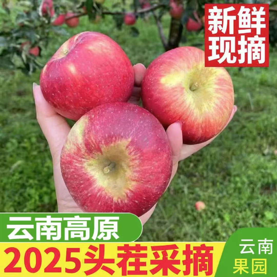 正宗云南昭通高原丑苹果新鲜现摘现发脆甜多汁9分甜1分果酸