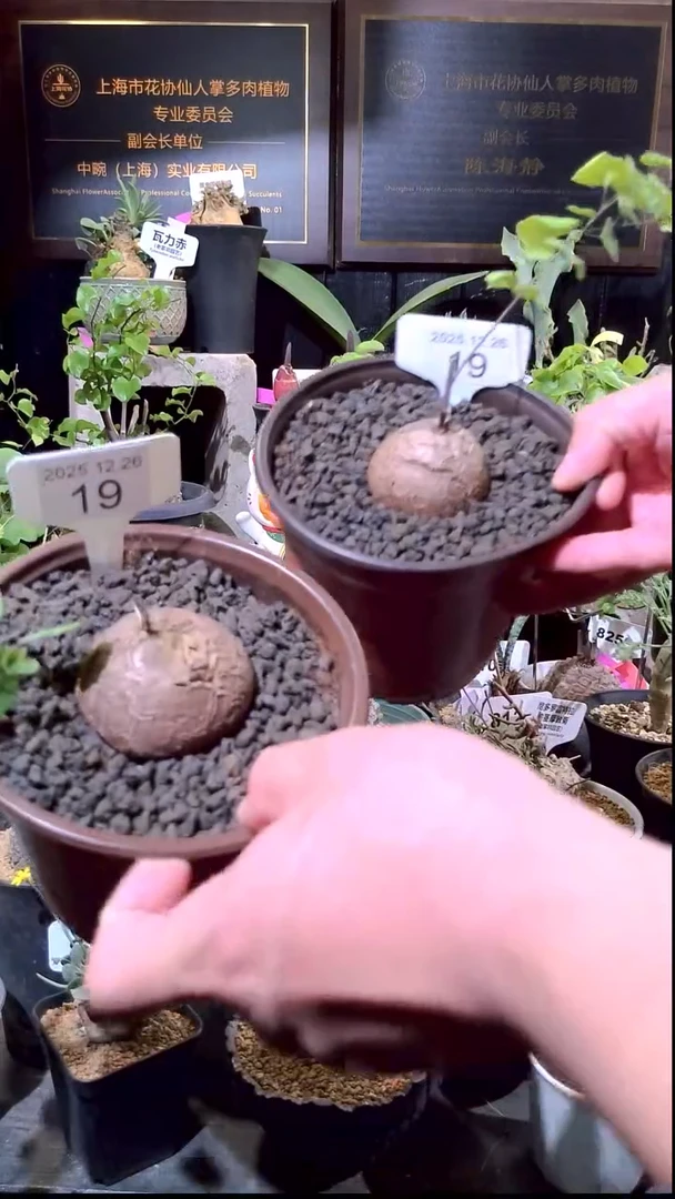 19号1226福利南非龟甲龙买一送一