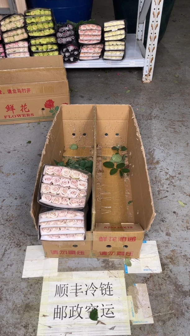 曼塔4扎