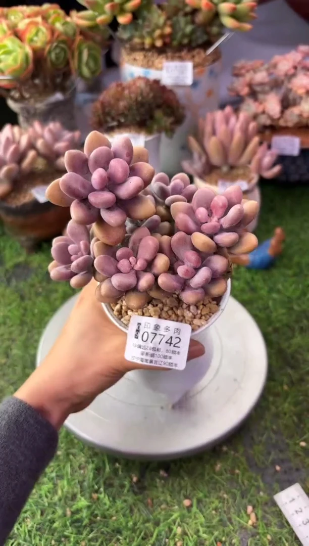 昆明印象多肉07742