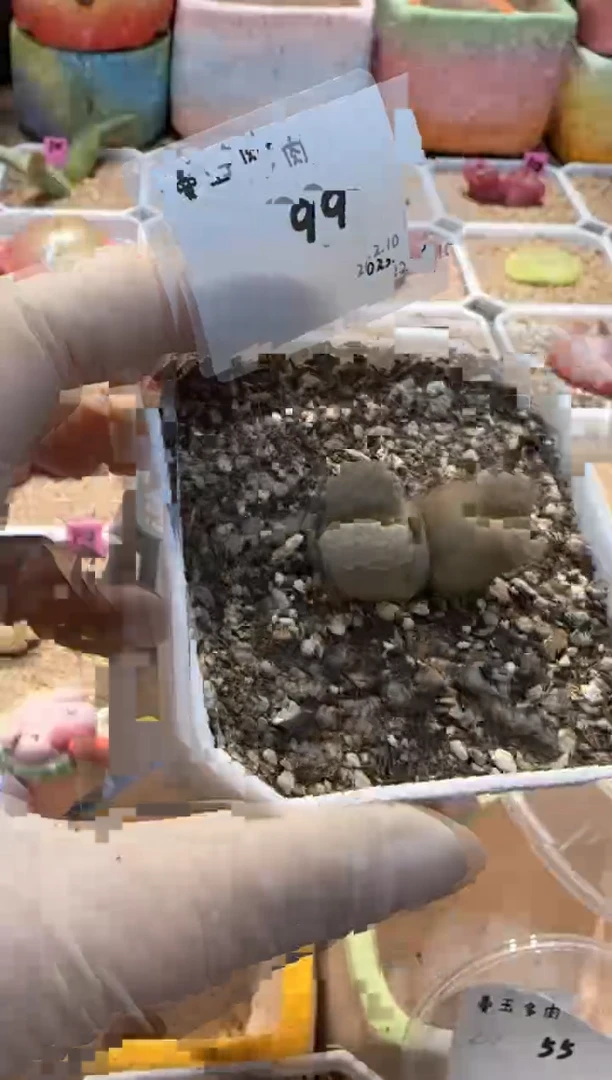 【闪购商品】25.2.10-99WYT