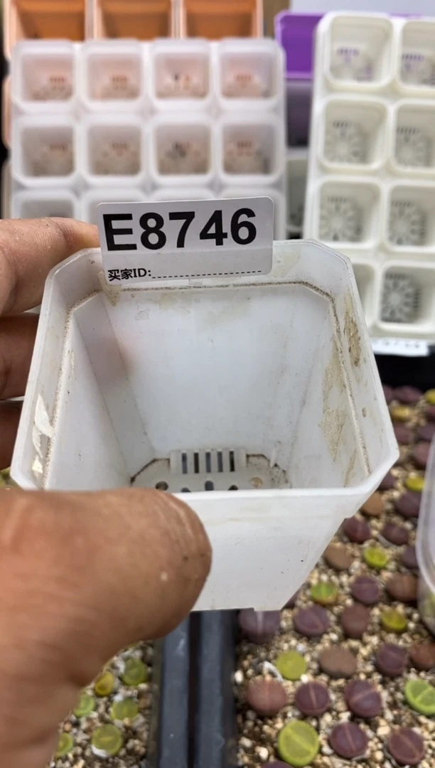 用****88746奶油寿丽切糕