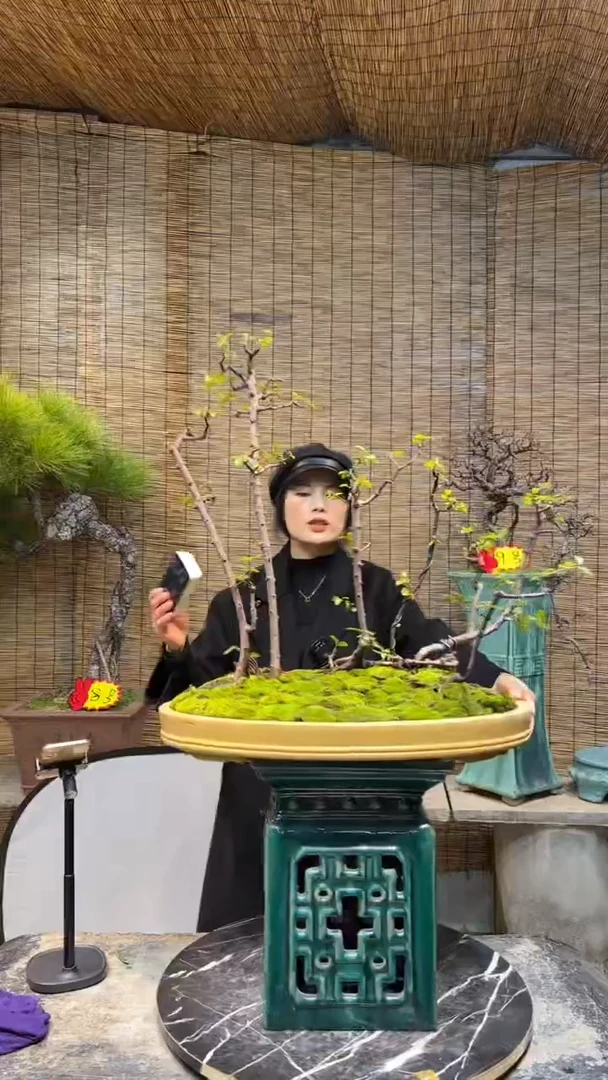 【闪购商品】小叶雀梅