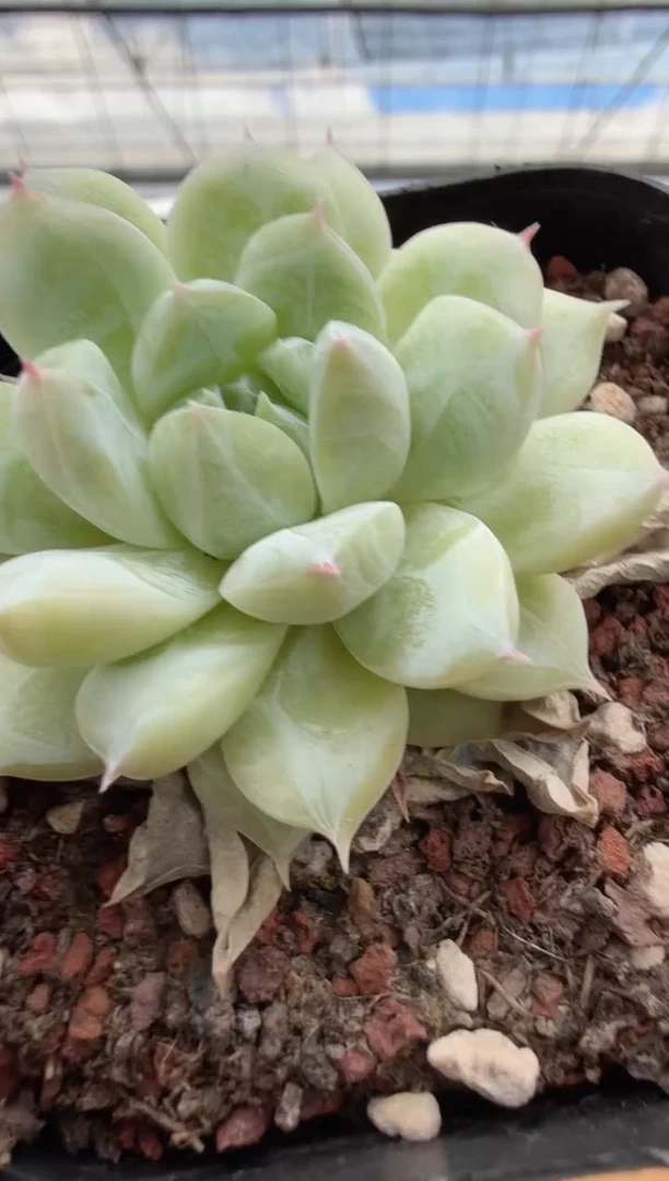 东云多肉园二店-395