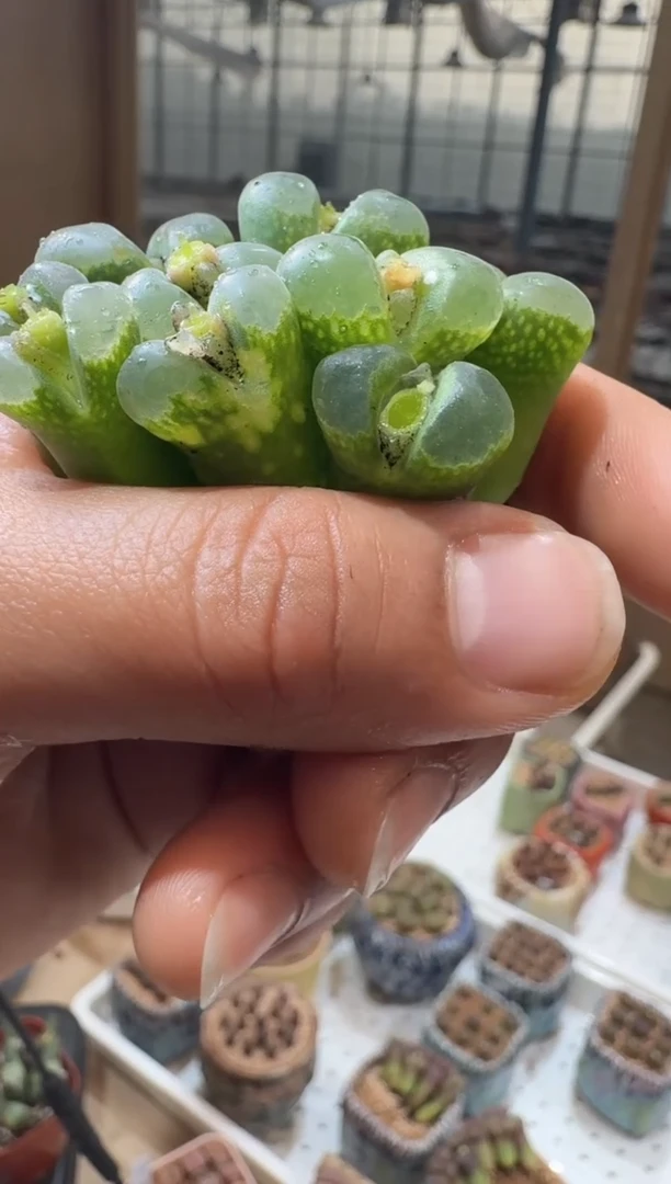146多肉植物肉锥欧版绿c10一颗