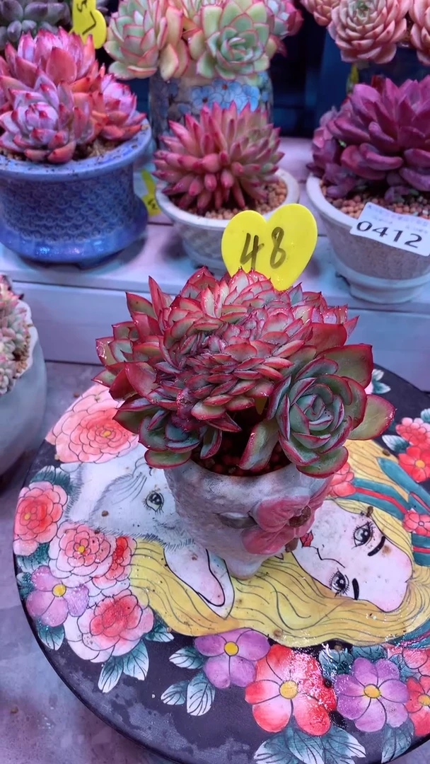 明**纸48模特区牡丹亭缀化