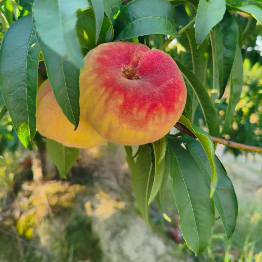 （书记助农）汤池蟠桃中大果4.5斤净重