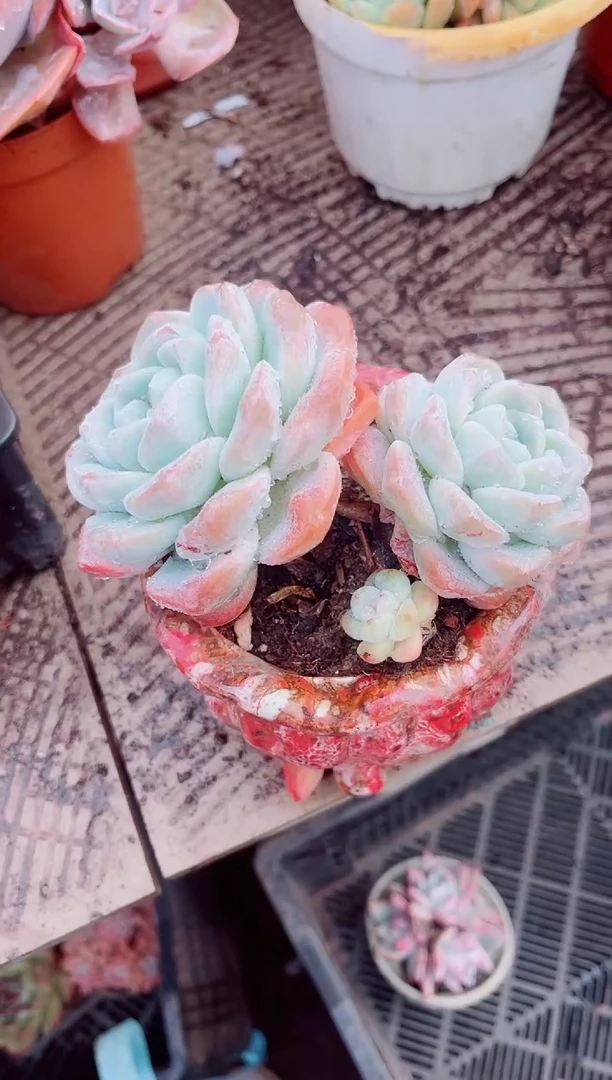 b***y跃跃精品多肉21075