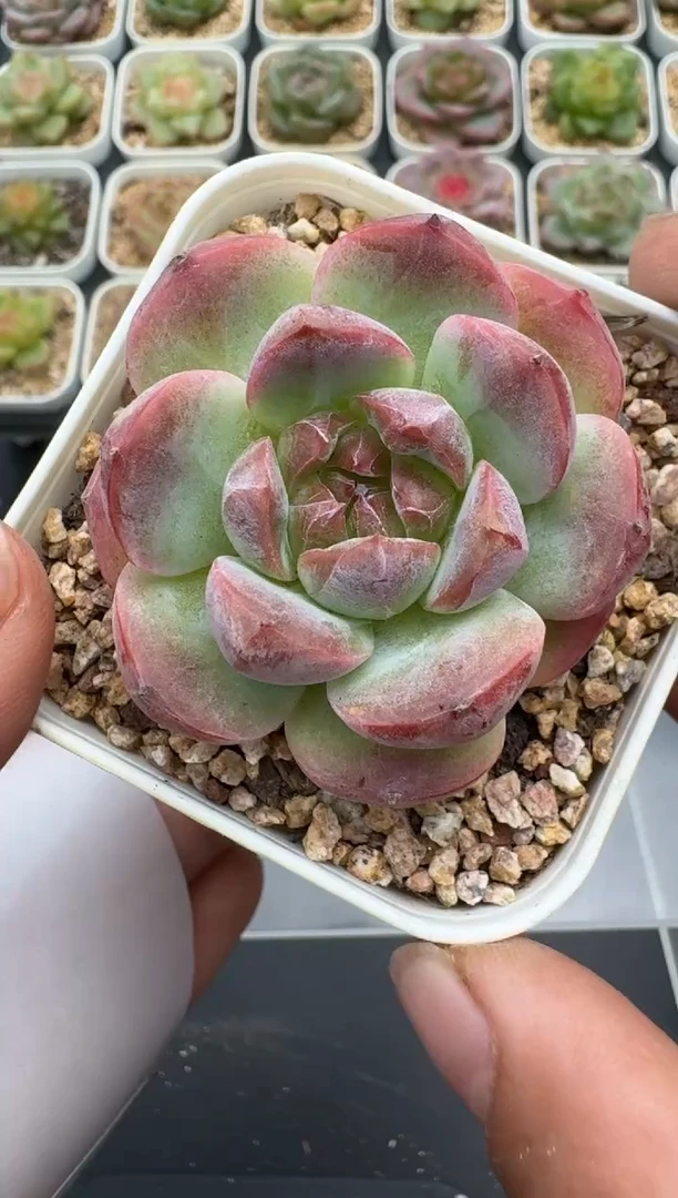 469E云禹多肉植物 带盆土纸巾打包 3颗包邮