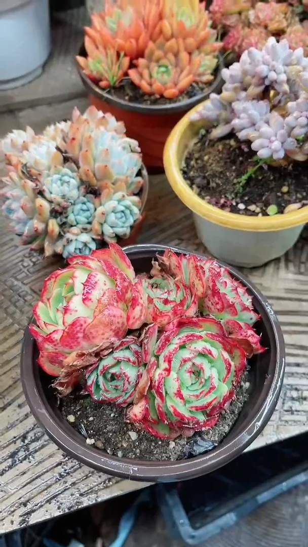 【闪购商品】15053