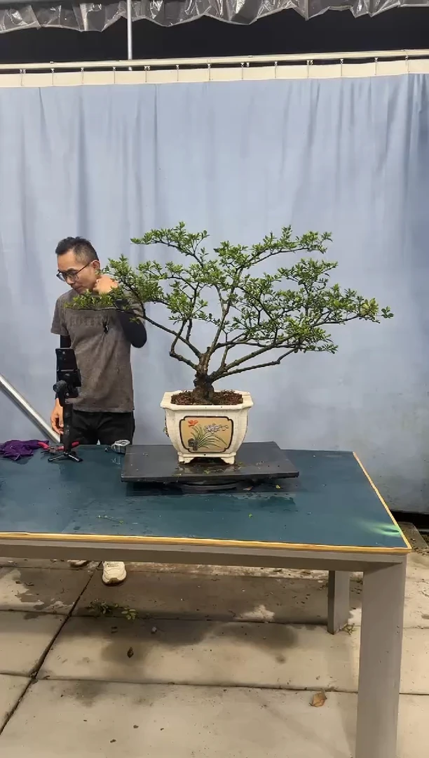 栀子花栀子花栀子花栀子花栀子花