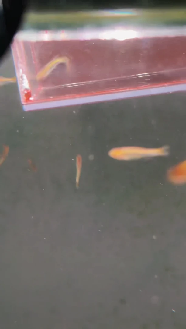 灯科鱼k***?A20 彩虹F1（1cm左右/条）