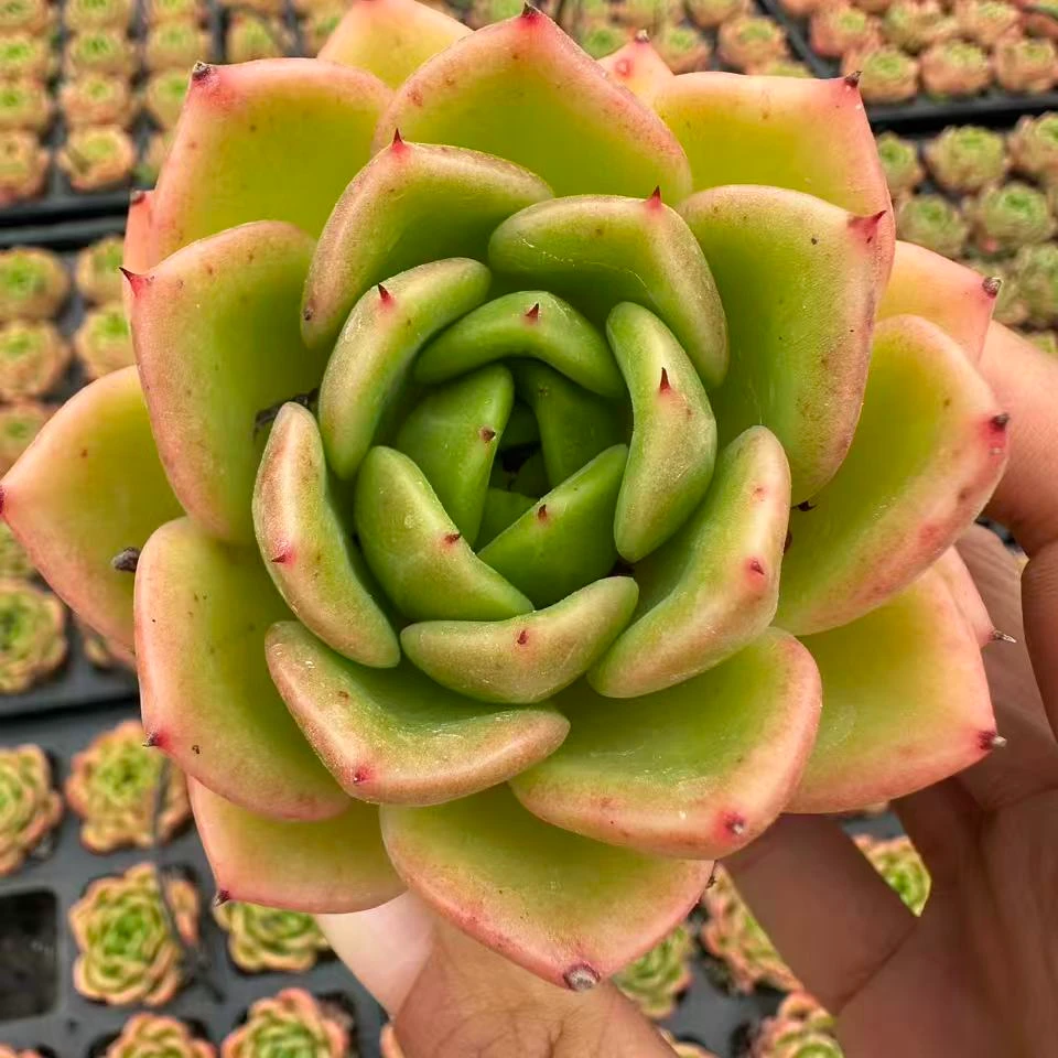 7#柠檬之夏 多肉植物 前男友精品多肉