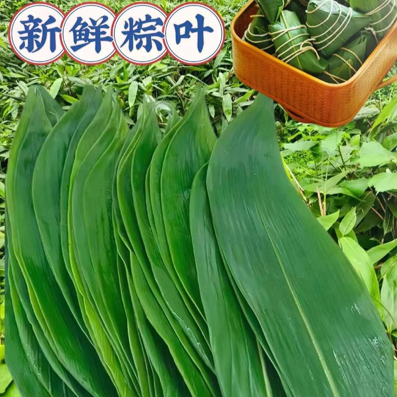 粽叶新鲜家用端午包粽子叶大箬叶真空装竹子叶干粽子叶50片100片