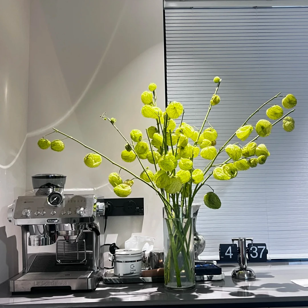 高级绿植气球果-糖棉云南基地鲜花直发