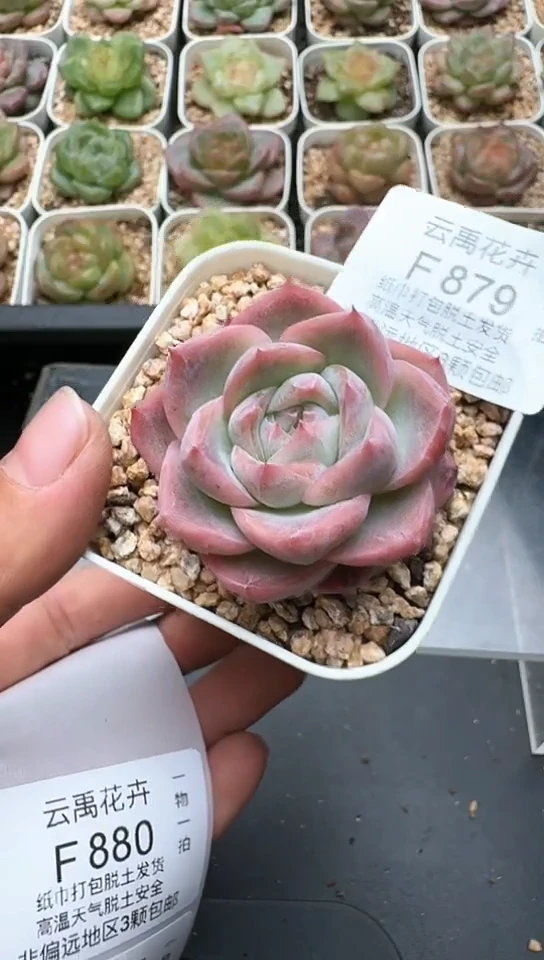 879F云禹多肉植物 默认脱土纸巾打包 3颗包邮