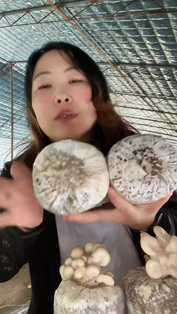 实景直播3包菌包秒杀