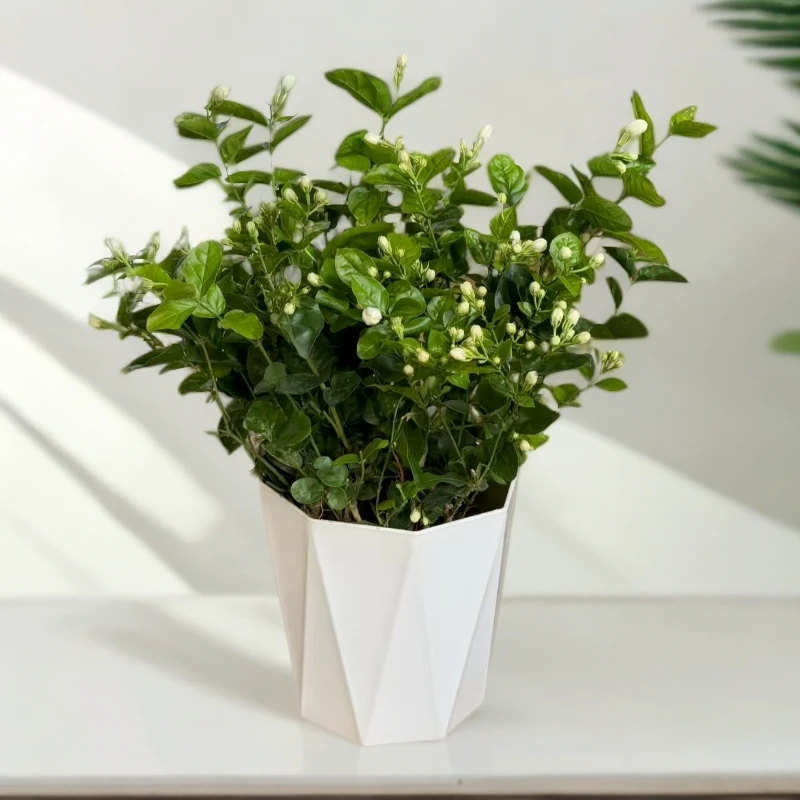 重瓣香水茉莉花盆栽室内外庭院四季绿植物好养活喜阳喜水