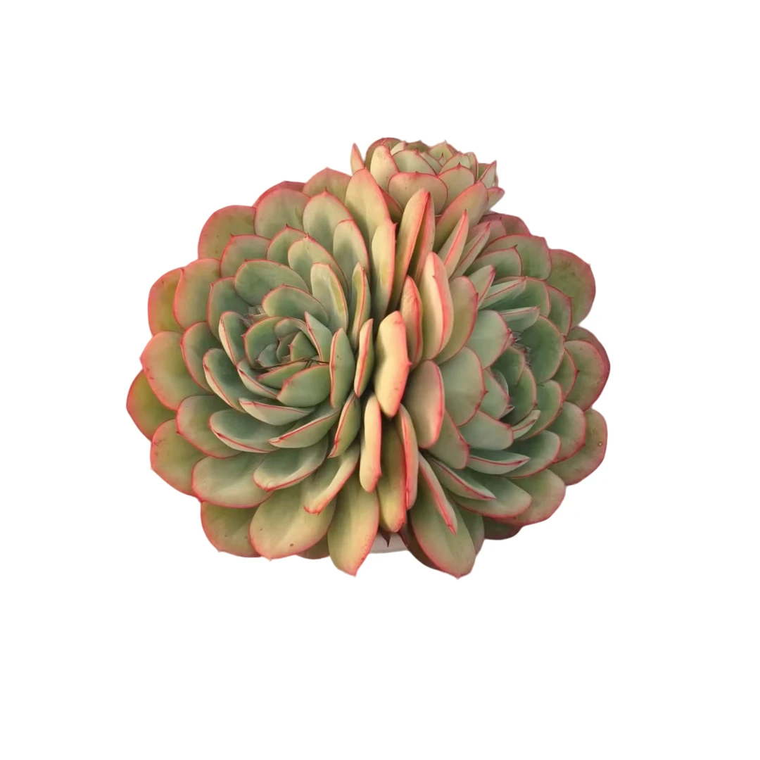 同美多肉园艺 牡丹亭 多肉植物 以直播间实物为准 夏季空气