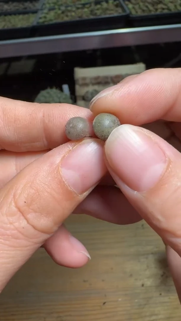 【闪购商品】15-270